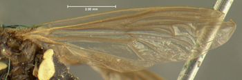 Media type: image;   Entomology 436 Aspect: wing